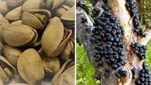 Do pistache à jabuticaba: como o marketing pode transformar o Brasil rural em potência global de alimentos nativos
