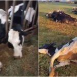 VÍDEO: Curto-circuito mata 32 vacas no interior do Paraná