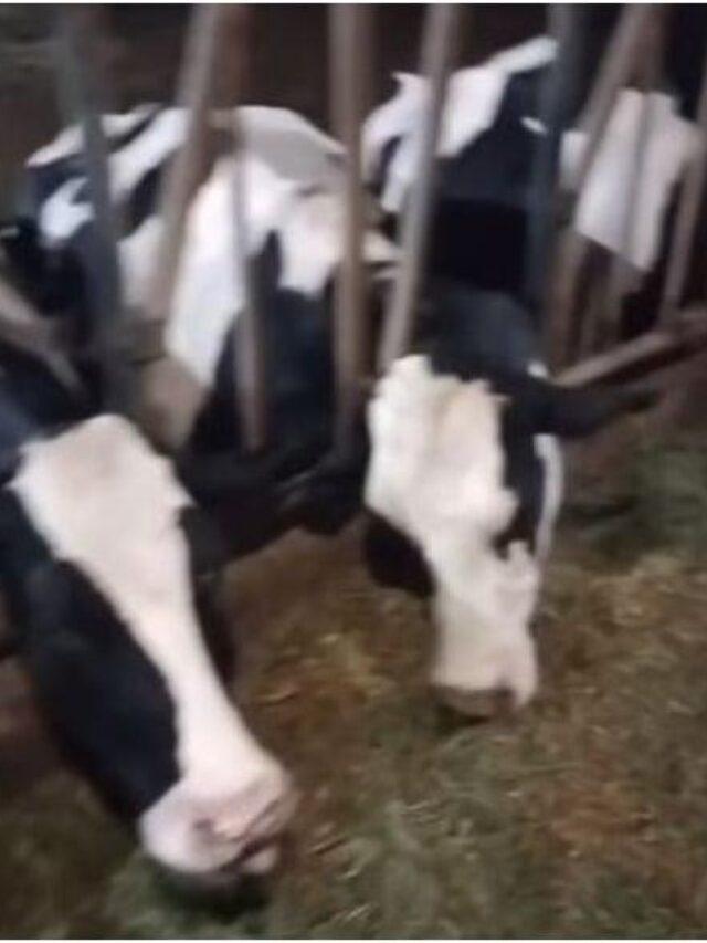 VÍDEO: Curto-circuito mata 32 vacas no interior do Paraná