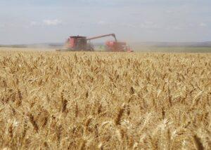 Estimativa de produção de trigo é cortada em 10,5% por consultoria