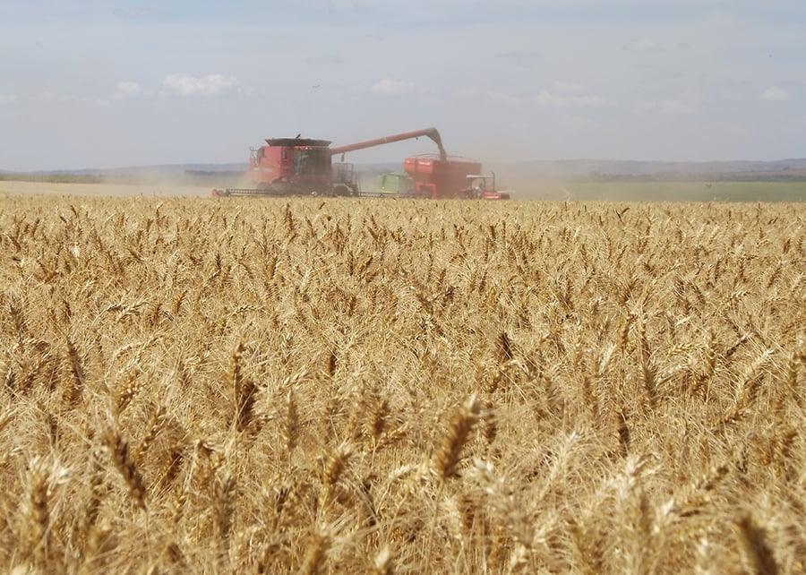Estimativa de produção de trigo é cortada em 10,5% por consultoria